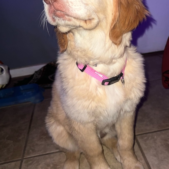 Meet your Posher, Zaray - Picture 5 of 8